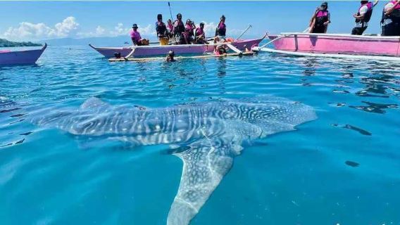 Boracay: Tagesausflug zur Walhaibeobachtung in Libertad · Mit Walhaien schwimmen