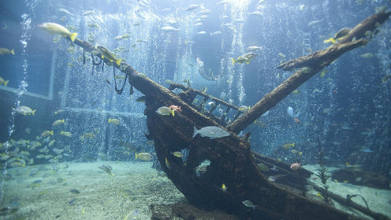 神奈川 箱根園水族館 Trip Com