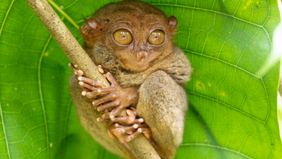 Pulau Bohol, Filipina Chocolate Hills + Sungai Loboc + Tarsius + perjalanan satu hari Gereja Baclayon