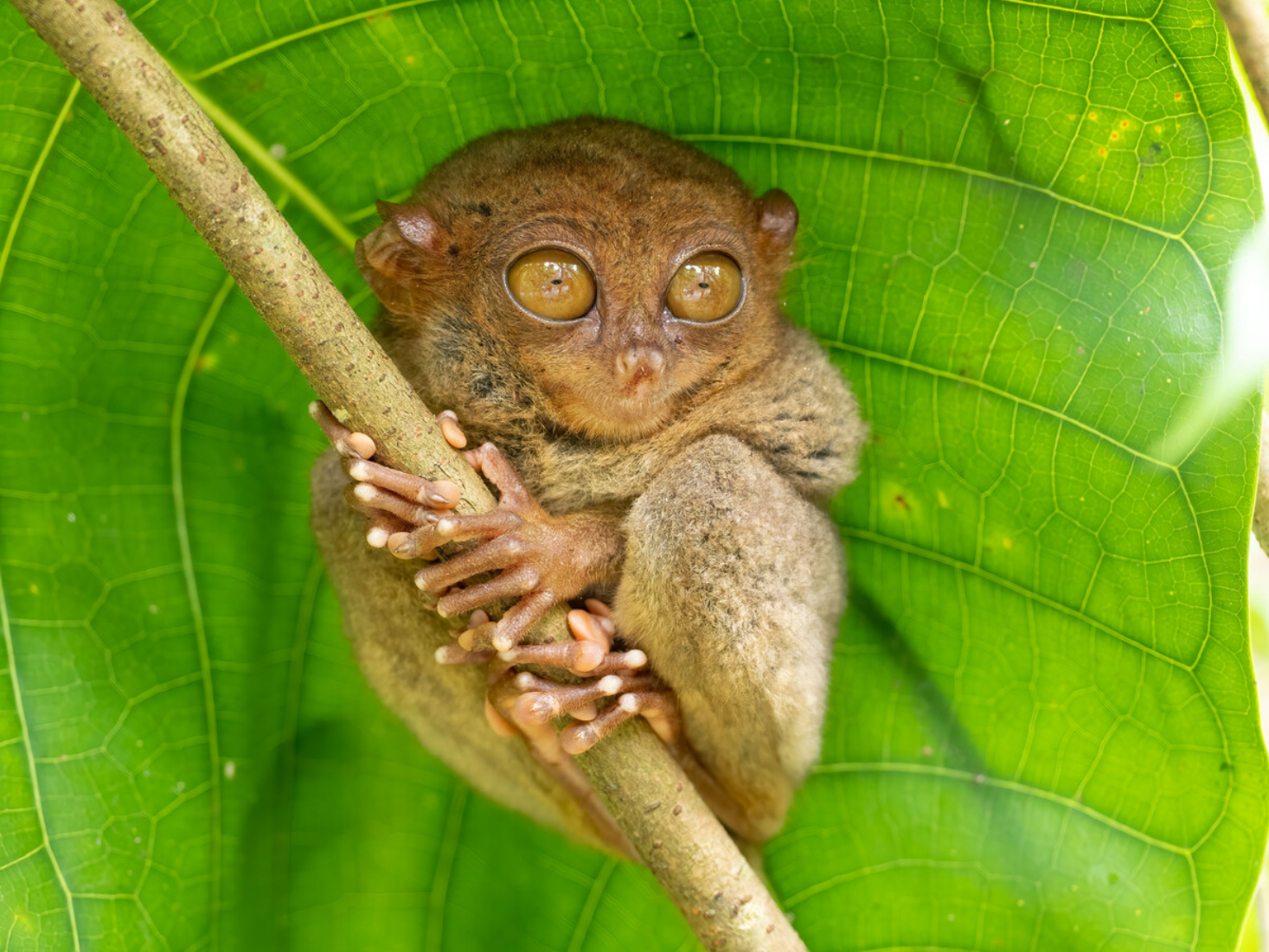 Excursion d'une journée à Bohol : Collines de chocolat, rivière Loboc, tarsier et église Baclayon