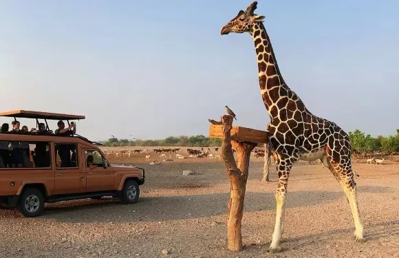 阿聯酋艾因艾因動物園一日遊【中文專車&定制行程&可多日】