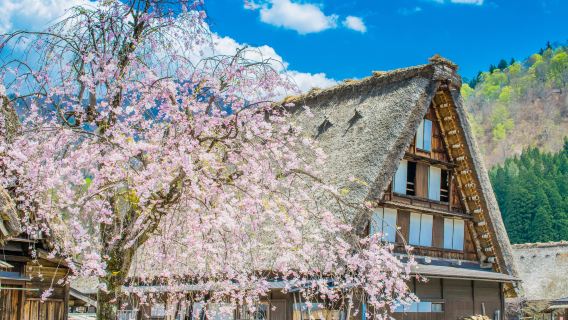 Tour di un giorno a Hida Takayama e Villaggi storici di Shirakawa-go e Gokayama con pranzo incluso
