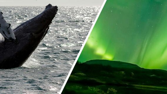 Reykjavik: Whale Watching & Northern Lights Combo Cruise