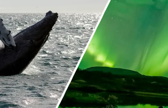 雷克雅未克：觀鯨及北極光組合郵輪