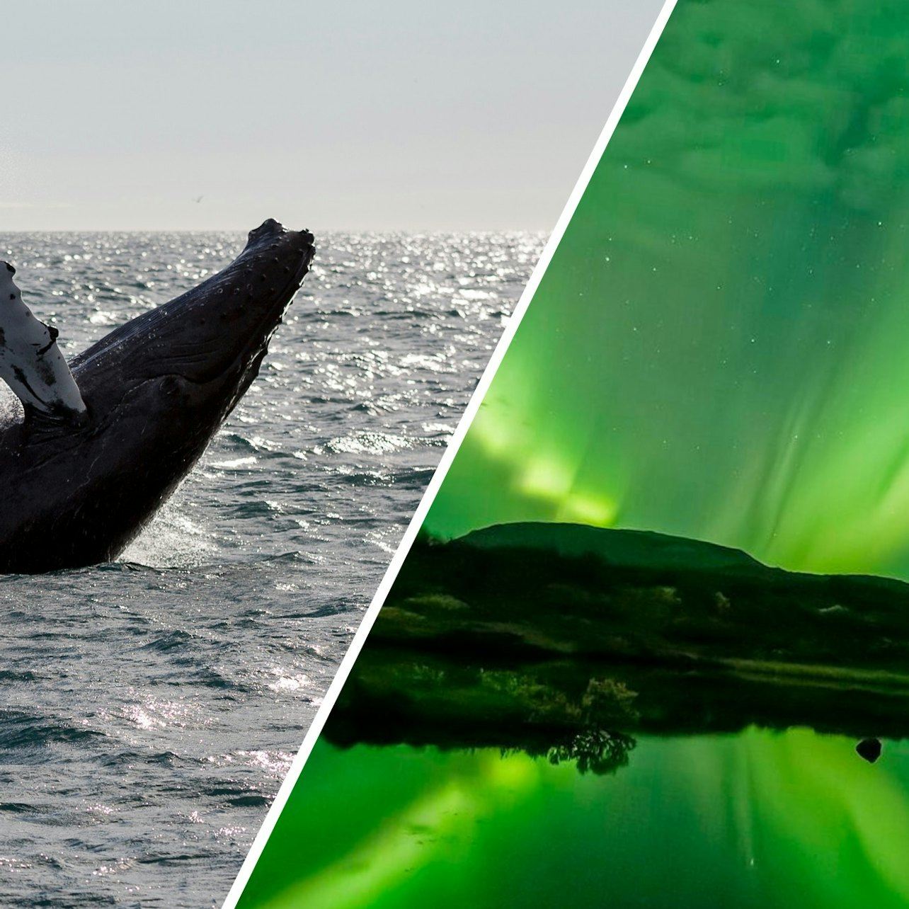Reykjavik: Whale Watching & Northern Lights Combo Cruise