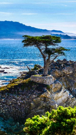 1-day tour of the 17-Mile Drive scenic route on the Monterey Peninsula from San Francisco [Lone Cypress/Pebble Beach]