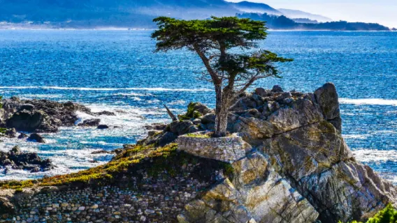 1-day tour of the 17-Mile Drive scenic route on the Monterey Peninsula from San Francisco [Lone Cypress/Pebble Beach]