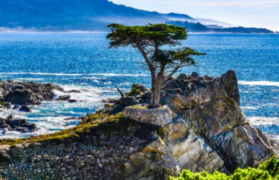 美國三藩市蒙特雷半島17哩灣風景線一日遊【孤柏樹/圓石灘】