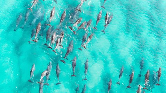 Zanzibar: Tur 1 Hari ke Pungume Sandbank dengan Perahu Layar dan Kunjungan ke Kebun Rempah
