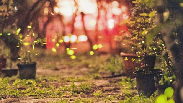 Professional Chinese Guide#Gold Coast Tamborine National Park Glow Worm Cave Night Tour with Designated Pickup