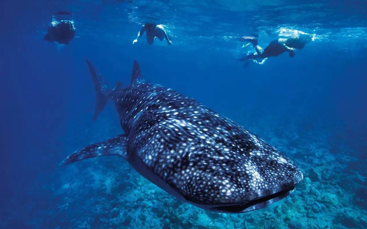 菲律賓宿霧杜馬蓋地鯨鯊墨寶沙丁魚一日遊中文團酒店接載觀賞鯨鯊