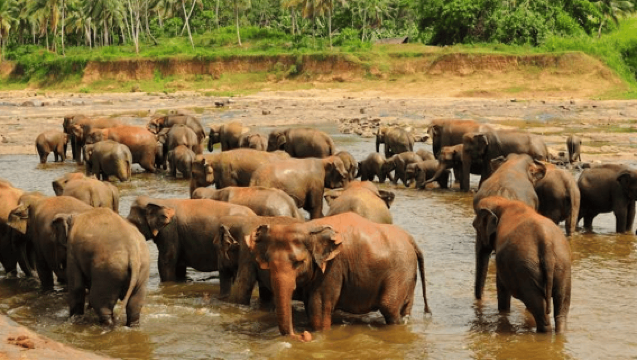 From Colombo:Elephant Orphanage,Ambuluwawa & Tea Museum Tour