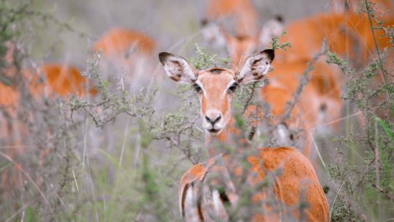 1 Day Akagera Wildlife Safari and Boat ride