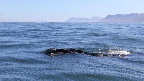Hermanus: Whale Watching Tour with Scenic Coastal Views