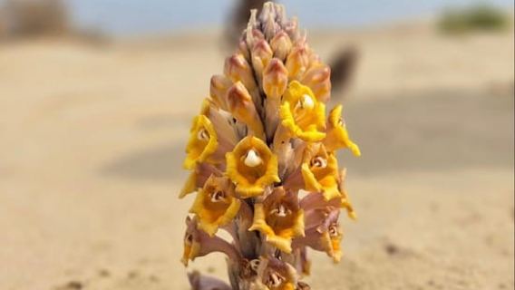 Doha: Desert Safari, Sand Boarding, Camel Ride & Inland Sea