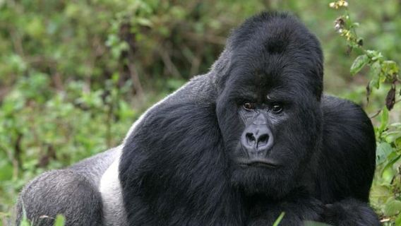 Rwanda: Penjelajahan Gorila di Taman Nasional Gunung Berapi.