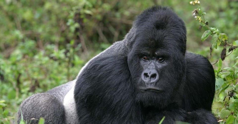 르완다: 화산 국립공원에서 고릴라 트레킹.