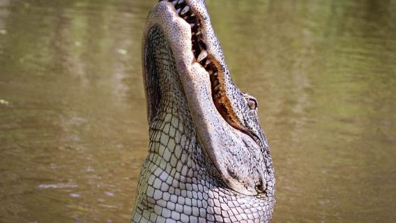 New Orleans: High Speed 16 Passenger Airboat Ride