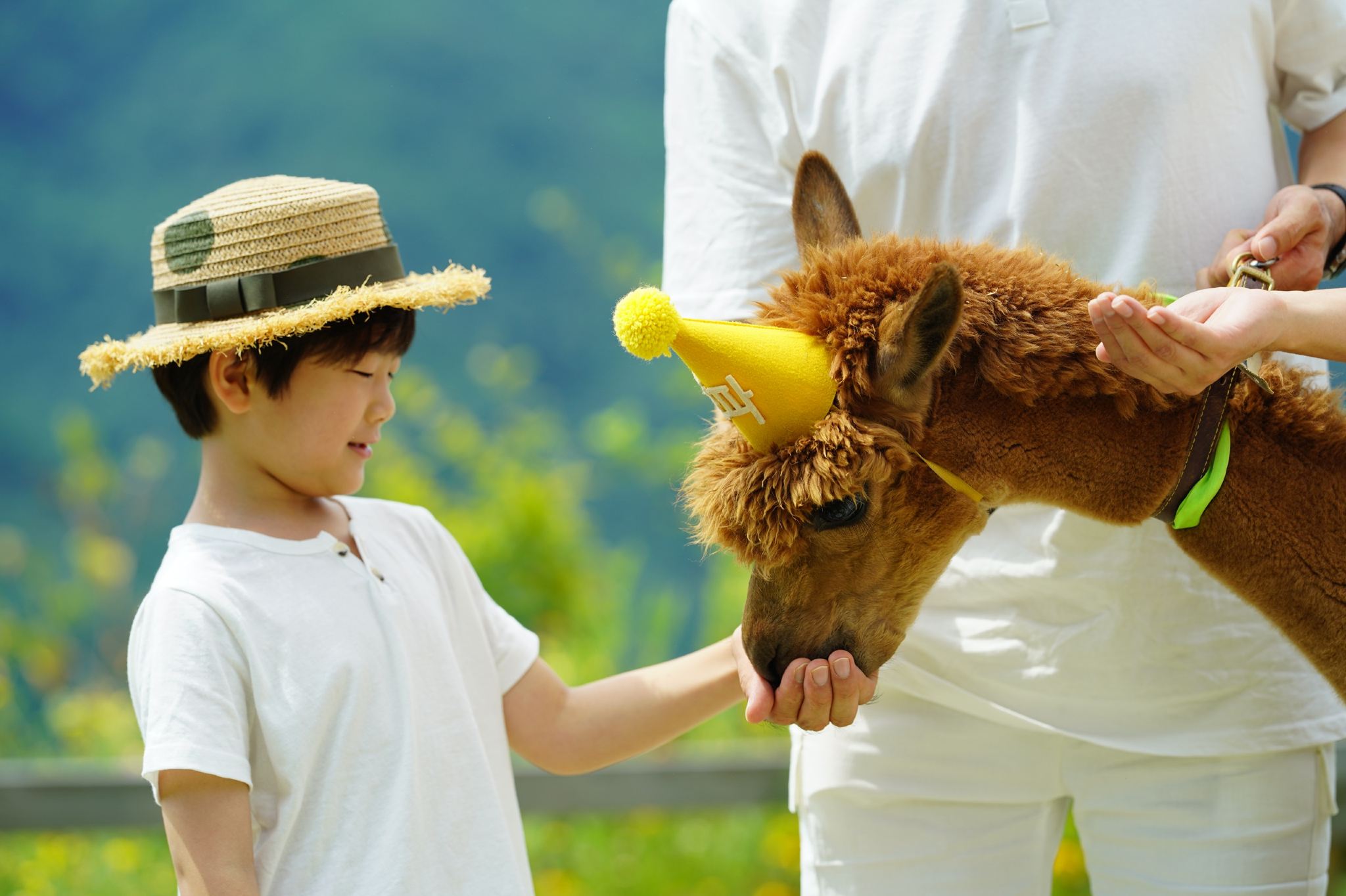 ทัวร์วันเดียว Alpaca World + เกาะนามิ + สวน Morning Calm