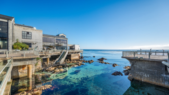 CA-1: Monterey Bay + Old Fisherman's Wharf + 17-Mile Drive + Pebble Beach + Carmel-By-The-Sea