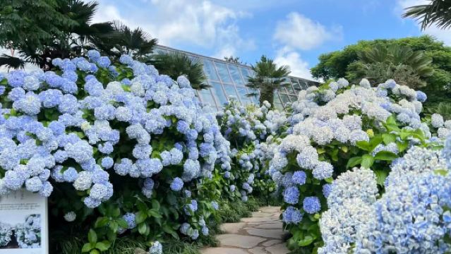 Pulau Jeju [Sewaan Peribadi Laluan Barat] Lawatan Sehari ke Camellia Hill + Pantai Hyeopjae + Kafe Jeju Dang