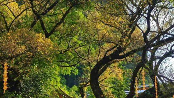 Guangxi Hezhou Zhongshan Shuimo Tianyuan + Huangyao Ancient Town + Ziyunxianjing Scenic Area Private Charter 1-day Tour with English Service Available