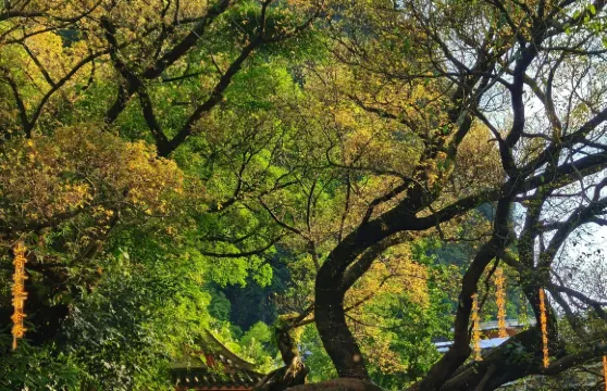 廣西賀州鐘山水墨田園+黃姚古鎮+紫雲仙境景區包車一日遊中英文服務