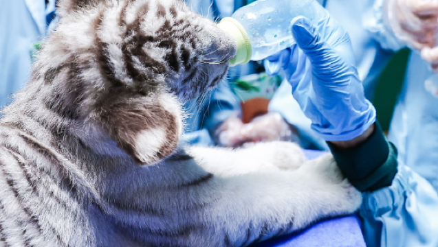 廣州長隆野生動物世界 包車遊 【廣州市內】