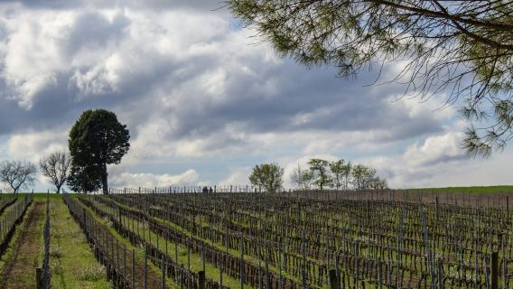 Guided Winery Tour and Private Tasting in Montefalco