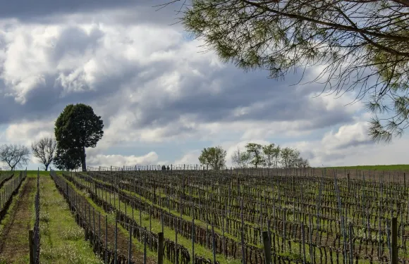 蒙特法爾科導賞酒莊之旅及私人品酒體驗