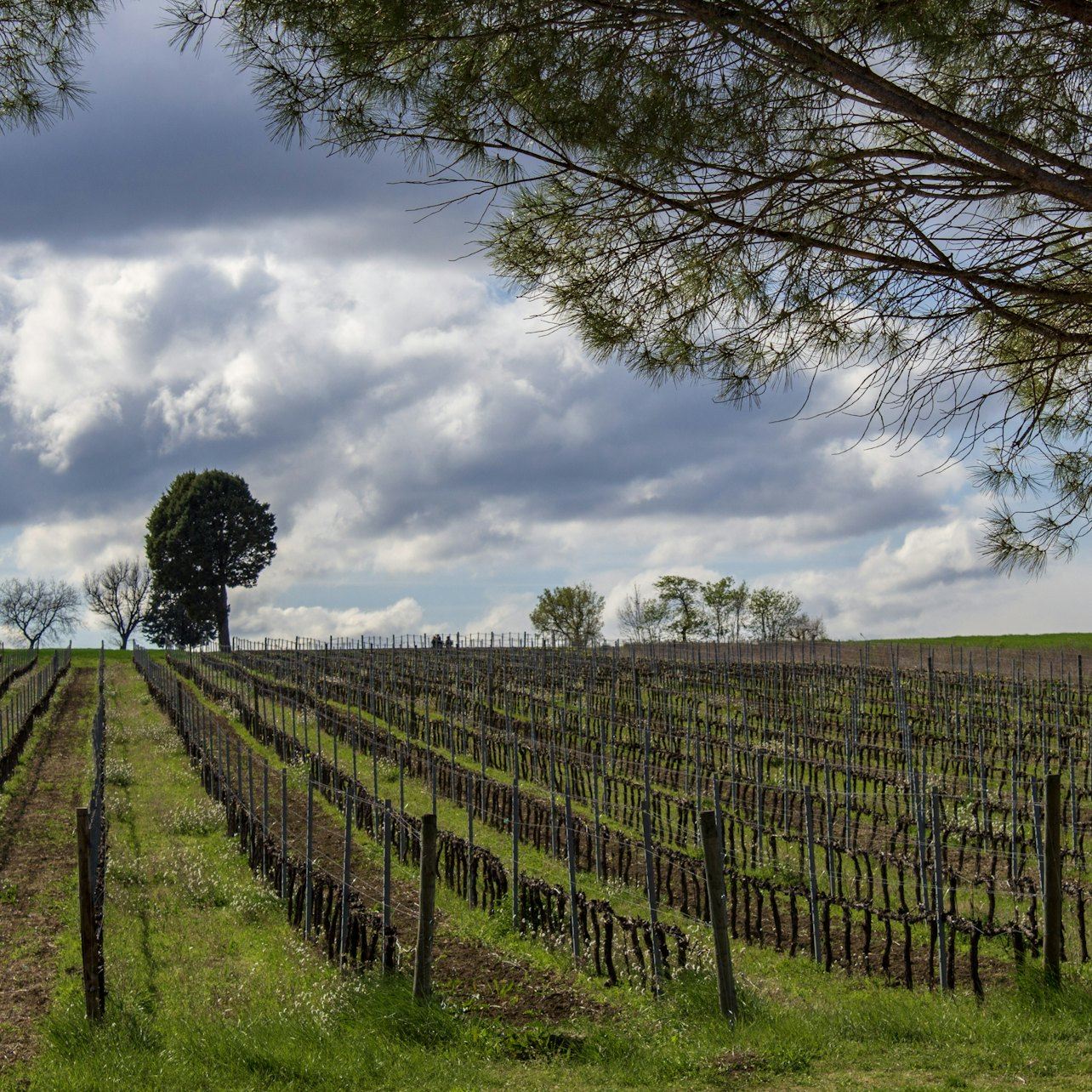 Guided Winery Tour and Private Tasting in Montefalco