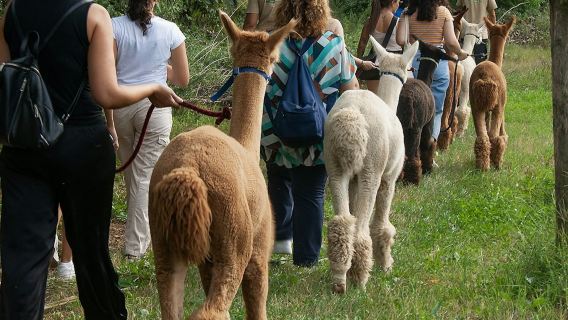 GROW UP - Alpaca del Monviso - Alpaca Farm: Guided Walking Tour