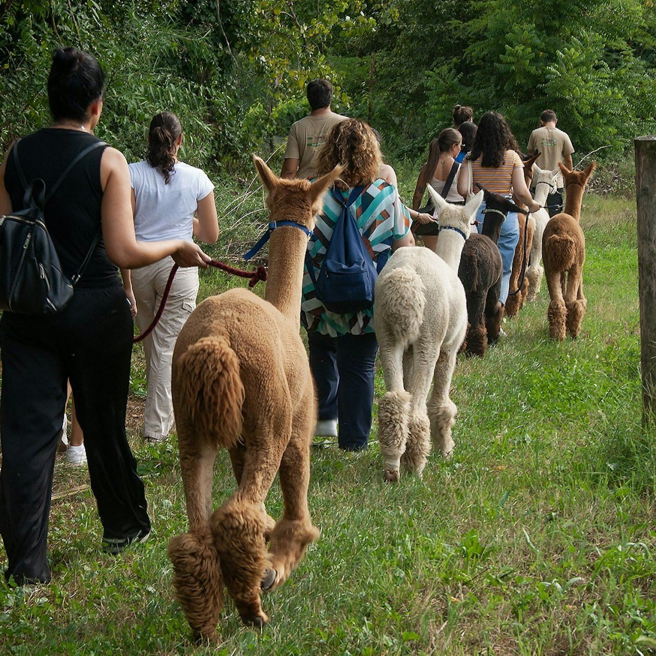 CRESCI - Alpaca del Monviso - Fattoria degli Alpaca: Visita Guidata a Piedi