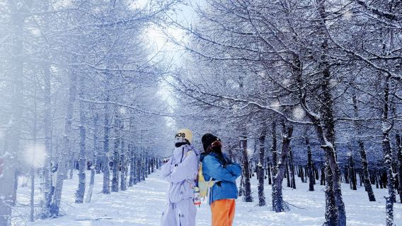 樺皮嶺踏雪健行1日【精華版8km健行+新手友善+森林與雪景】