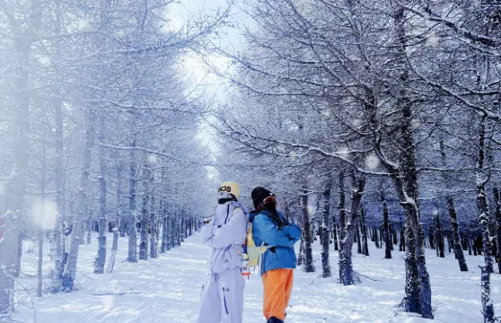 樺皮嶺踏雪徒步1日【精華版8km徒步+新手友善+森林與雪景】