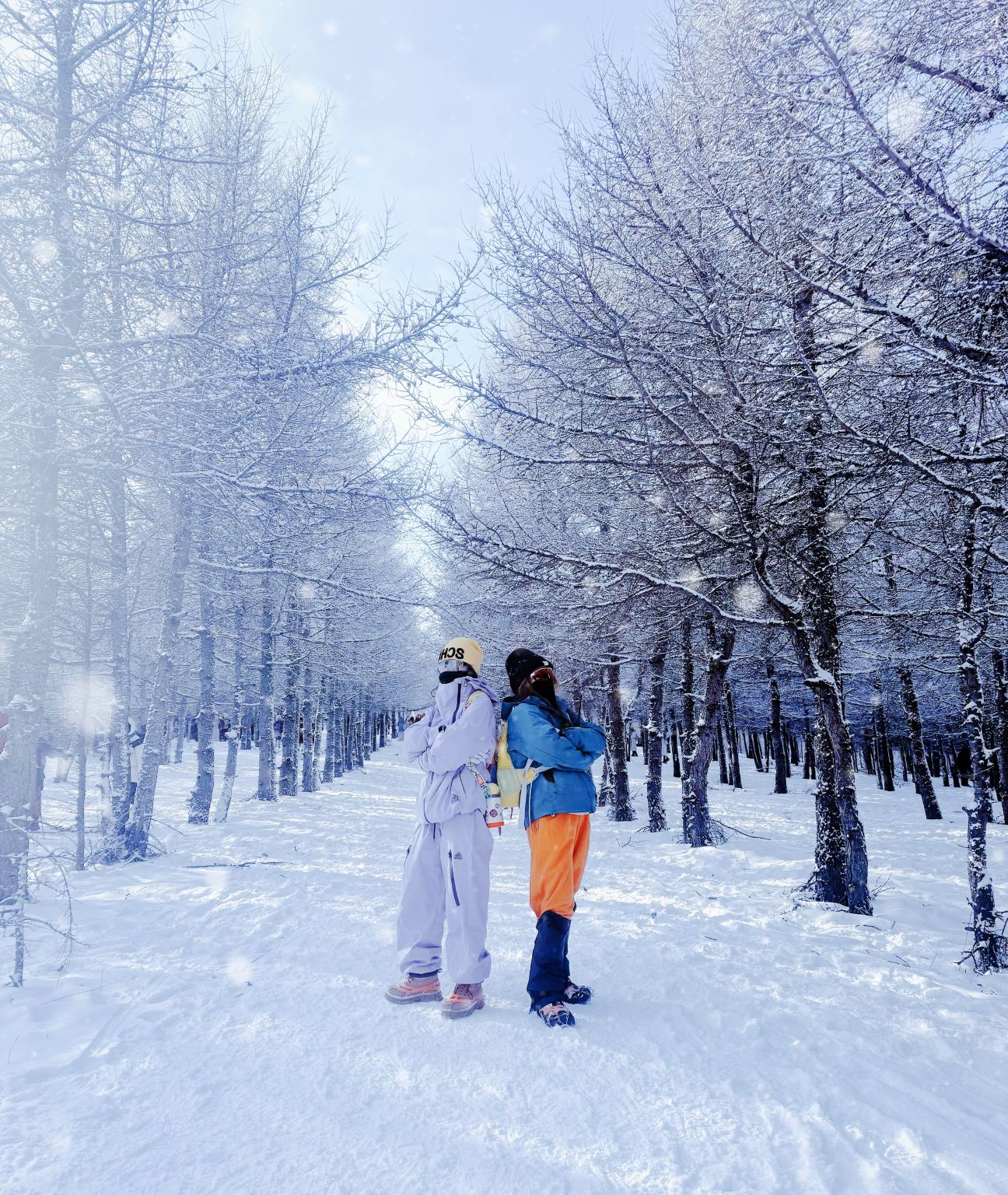 樺皮嶺踏雪徒步1日【精華版8km徒步+新手友善+森林與雪景】