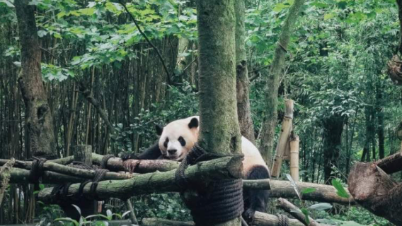Round-trip from Chengdu: 1-day private guided tour to Dujiangyan and Panda Valley, perfect for families