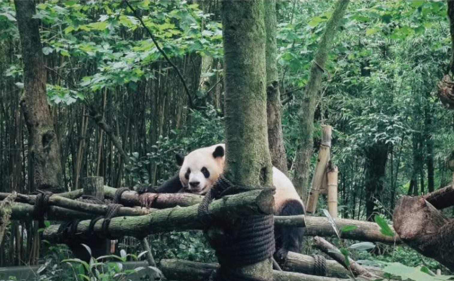 사천 청두 왕복: 청두 두장옌 + 판다 밸리 당일 치기 여행 | 프라이빗 해설, 가족 여행