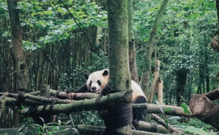 Чэнду, Сычуань: однодневный тур в Дуцзянюань и Долину панд с индивидуальной экскурсией с гидом, идеально для семейного отдыха