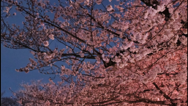 【福岡】能古島海島花園+海之中道海濱公園 拼團一日