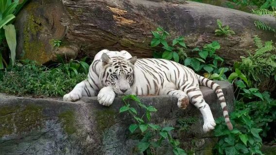倫敦出發：華納兄弟哈利波特攝影棚+倫敦動物園中文包車一日遊