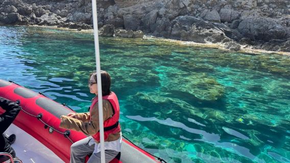 Wild Dolphin Watching & Sea Cave Tour by Speedboat