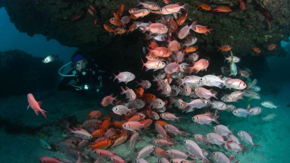 Santa Maria: Guided Scuba Diving Experience for Beginners