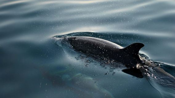 Fažana: Sunset Dolphin Safari & Brijuni Wildlife Tour