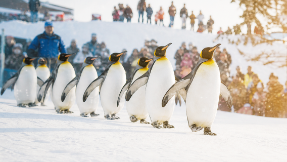 Grupo pequeño de 9 personas / Excursión en autobús Hokkaido Biei · Asahikawa · Mirador de los Duendes excursión de un día Chino e inglés