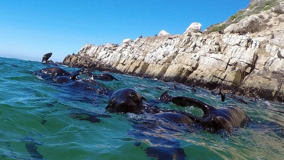 Plettenberg BayTours