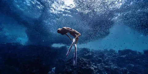 菲律賓薄荷島沙丁魚風暴【水下拍照-自由潛/懂游泳均可】