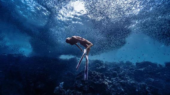 菲律賓薄荷島沙丁魚風暴【水下拍照-自由潛水/會游泳均可】