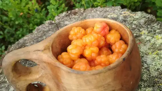 拉普蘭的盛夏光年：野外採摘漿果和菌菇，原始森林漫遊BBQ，湖邊垂釣和桑拿 羅瓦涅米芬蘭 夏秋活動