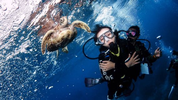 屏東琉球嶼體驗潛水水肺潛水2小時【小琉球潛水&海龜漫遊|琉潛】